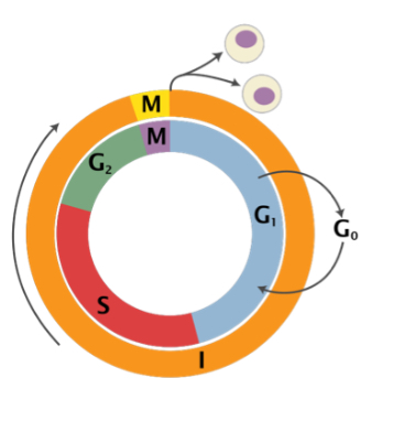 <p>sequence of events that lead to cell proliferation and cell division →</p><p>a progenitor cell gives rise to two daughter cells</p><p>Two stages of the cell cycle:</p><p>-Interphase: period of cell growth between two successive divisions</p><p>-M Phase: Period of division, which in turn is divided into:</p><p>→ Mitosis (M Phase): genetic material is divided</p><p>→ Cytokinesis: cell splits in two (cytoplasmic division)</p>