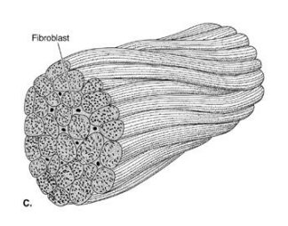 <p>Cable-like (connects muscle to bone)</p>