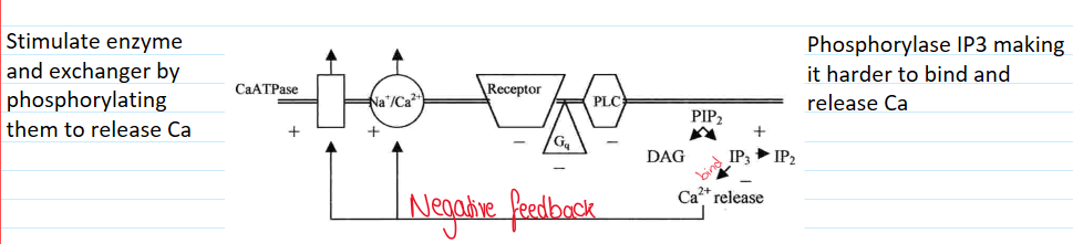 <ul><li><p>Reduces receptor activity</p></li><li><p>Negative feedback loop</p></li></ul><p></p>