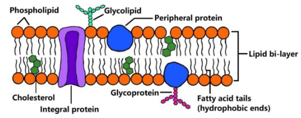 <p>separates internal cell environment from external environment</p><p>compromised primarily of phospholipids</p><p>phospholipids are ampiphatic (have both hydrophilic and hydrophobic regions),forms a bilayer</p><p>polar hydrophilic heads (phosphate regions) are oriented TOWARD aqueous environment</p><p>nonpolar hydrophobic tails(fatty acid regions) are facing inwards, AWAY from aqueous&nbsp;environments</p><p>hydrophobic interior causes the membrane to be selectively permeable</p><p>structure is described by the fluid mosaic model</p>