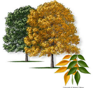 <ul><li><p>Broad, flat leaves</p></li><li><p>Seasonal</p></li><li><p>Angiosperm</p></li><li><p>Oak &amp; Ash et all</p></li></ul>