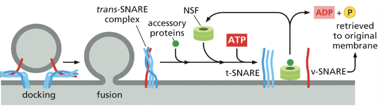<p>an ATPase that uses energy from ATP to pull apart the tightly coiled SNAREs, so they can be recycled</p>