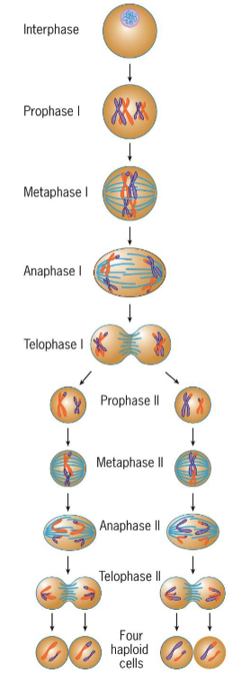 <ul><li><p>produces less dramatic changes than telophase of mitosis</p></li><li><p>nuclear envelope may or may not reform</p></li><li><p>interkinesis: stage between 2 divisions</p></li></ul><p></p>