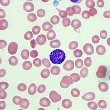 <p>what cell is this?</p>