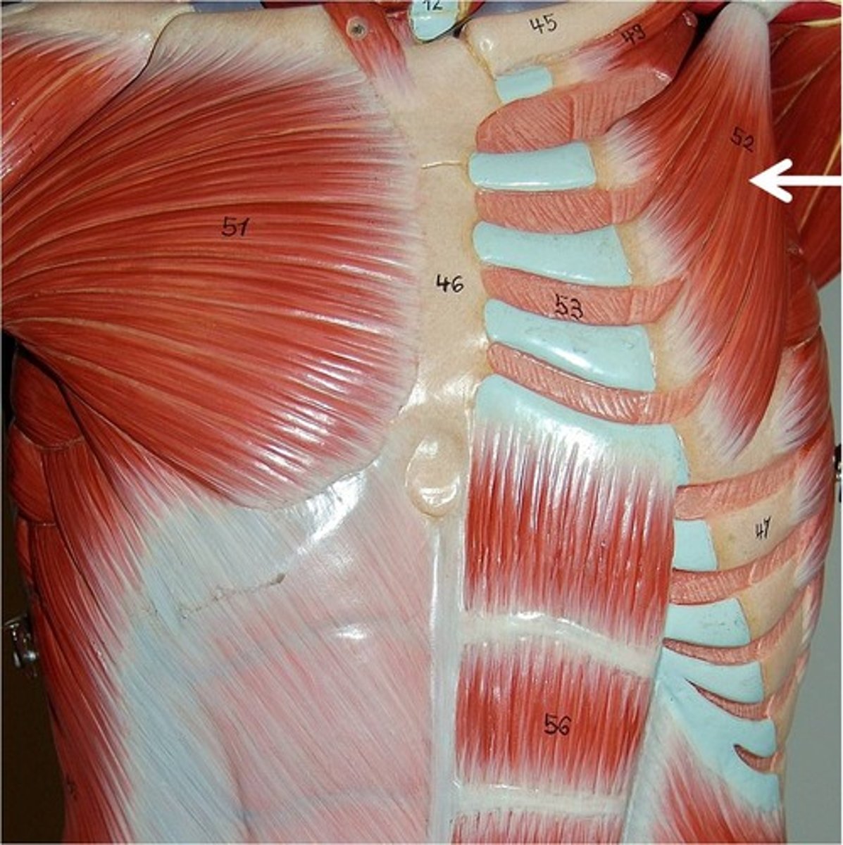 <p>move scapula anterior/inferior; raise ribs (inhalation)</p>