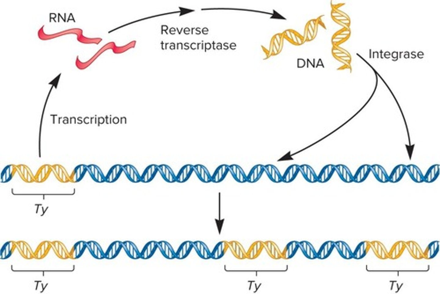 <p>Retrotransposons are transposable elements that move via an RNA intermediate and are transcribed into RNA.</p>