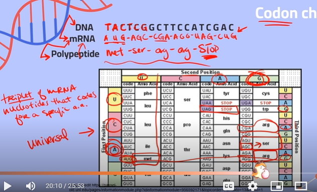 <p>**recall: <br>thymine (of DNA) —- adenine of (RNA)<br>adenine (of DNA) —- uracil (of RNA)<br>cytosine (of DNA) —- guanine (of RNA)</p>