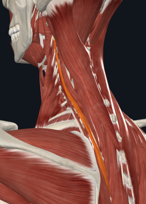 <p>What muscle is this</p>