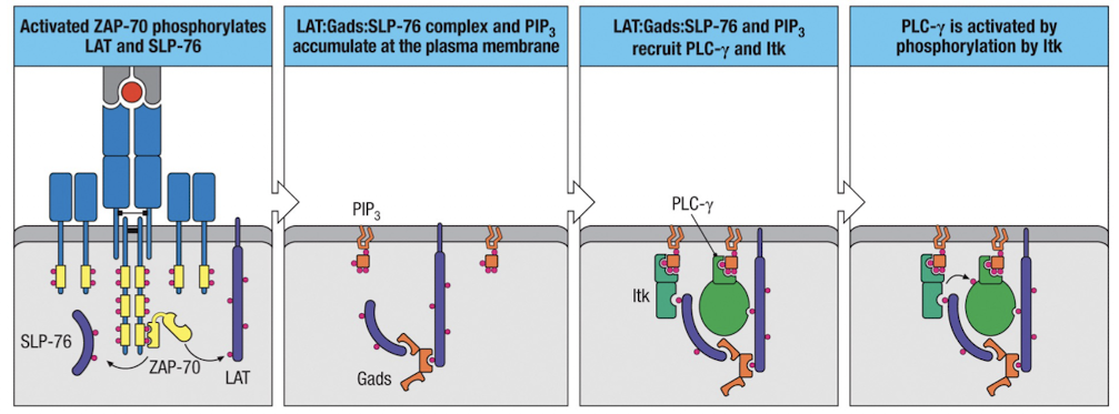 <ol><li><p>LAT and SLP76 are joined by Gads</p></li><li><p>inactive PLC-<span>γ is recruited to the complex by PIP3 (which comes from PI3K)</span></p></li><li><p>Itk is recruited by PIP3 and SLP76</p></li><li><p>Itk phosphorylates and activates PLC-<span>γ</span></p></li></ol><p></p>