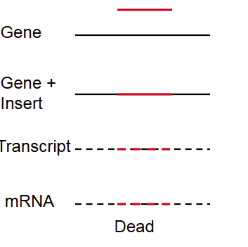 <p>Selfish, ___-_____ RNA inserts into Essential Gene</p><p></p>