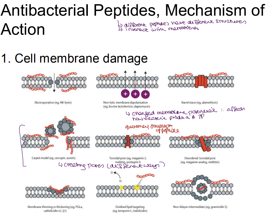 <p><strong>1. Membrane Disruption (Primary Mechanism)</strong></p><ul><li><p class="ds-markdown-paragraph">Bacterial membranes (negatively charged due to lipopolysaccharides/teichoic acids) are <strong>damaged by Positively charged AMPs</strong> which bind to negative bacterial membranes → disrupt lipid bilayer.</p><ul><li><p class="ds-markdown-paragraph"><strong>Electroporation</strong>: Create pores → ion leakage → cell death.</p></li><li><p class="ds-markdown-paragraph"><strong>Carpet model</strong>: AMPs coat membrane → solubilize it.</p></li></ul></li><li><p class="ds-markdown-paragraph"><strong>Selectivity</strong>: Human membranes (neutral phospholipids) remain unharmed.</p></li></ul><p><strong>2. Intracellular Damage</strong></p><ul><li><p class="ds-markdown-paragraph"><strong>Ribosomes</strong>: Inhibit protein synthesis (e.g., bind to 30S/50S subunits).</p></li><li><p class="ds-markdown-paragraph"><strong>DNA/RNA</strong>: Interfere with replication/transcription (e.g., peptide-nucleic acid interactions). </p></li><li><p class="ds-markdown-paragraph">Proline-rich AMPs (e.g., pyrrhocoricin) enter bacteria → bind heat shock proteins → disrupt proteostasis.</p></li></ul><p><strong>3. Immune Modulation</strong></p><ul><li><p class="ds-markdown-paragraph"><strong>Pro-inflammatory Effects</strong>:</p><ul><li><p class="ds-markdown-paragraph">Induce cytokine release (e.g., IL-1β, TNF-α) → recruit macrophages/neutrophils.</p></li><li><p class="ds-markdown-paragraph">Activate TLRs (e.g., TLR4) → enhance pathogen clearance.</p></li></ul></li><li><p class="ds-markdown-paragraph"><strong>Anti-inflammatory Effects</strong>:</p><ul><li><p class="ds-markdown-paragraph">Some AMPs (e.g., LL-37) resolve excessive inflammation.</p></li></ul></li></ul><p><strong>4. Additional Actions</strong></p><ul><li><p class="ds-markdown-paragraph"><strong>Biofilm disruption</strong>: Degrade bacterial extracellular matrix.</p></li><li><p class="ds-markdown-paragraph"><strong>Synergy</strong>: Enhance conventional antibiotics (e.g., break resistance).</p></li></ul><p></p>