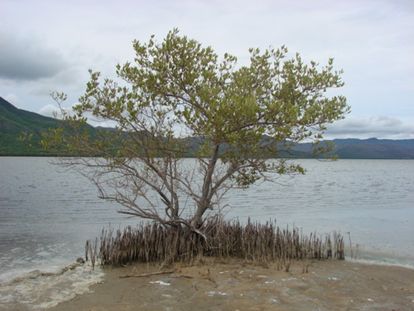 <p>Roots originate below ground<br>Cable roots: spread away from trunk<br>Anchor roots: penetrate below cable roots<br>Pneumatophores: Aerial roots that grow upward from cable<br>Lenticles on pneumatophores ventilate root system</p>