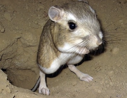 <ul><li><p>nocturnal</p></li><li><p>forage for seeds which they store in burrow system</p></li><li><p>don’t drink water</p></li><li><p>endangered in CA due to habitat loss</p></li><li><p>comm. thru foot drumming</p></li><li><p>keystone species</p><ul><li><p>excavate extensive burrows w/ mult. exits & entrances</p></li><li><p>burrowing aerates soil boosting plant growth</p></li></ul></li></ul><p></p>