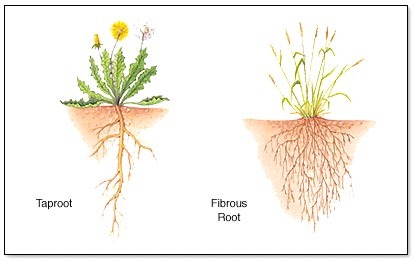 provide the plant with a large surface area over where water can be taken up from just under the surface of the soil, 
-Spread out horizontally near the surface of the soil;
-stabilize the soil and protect it from erosion and landslides