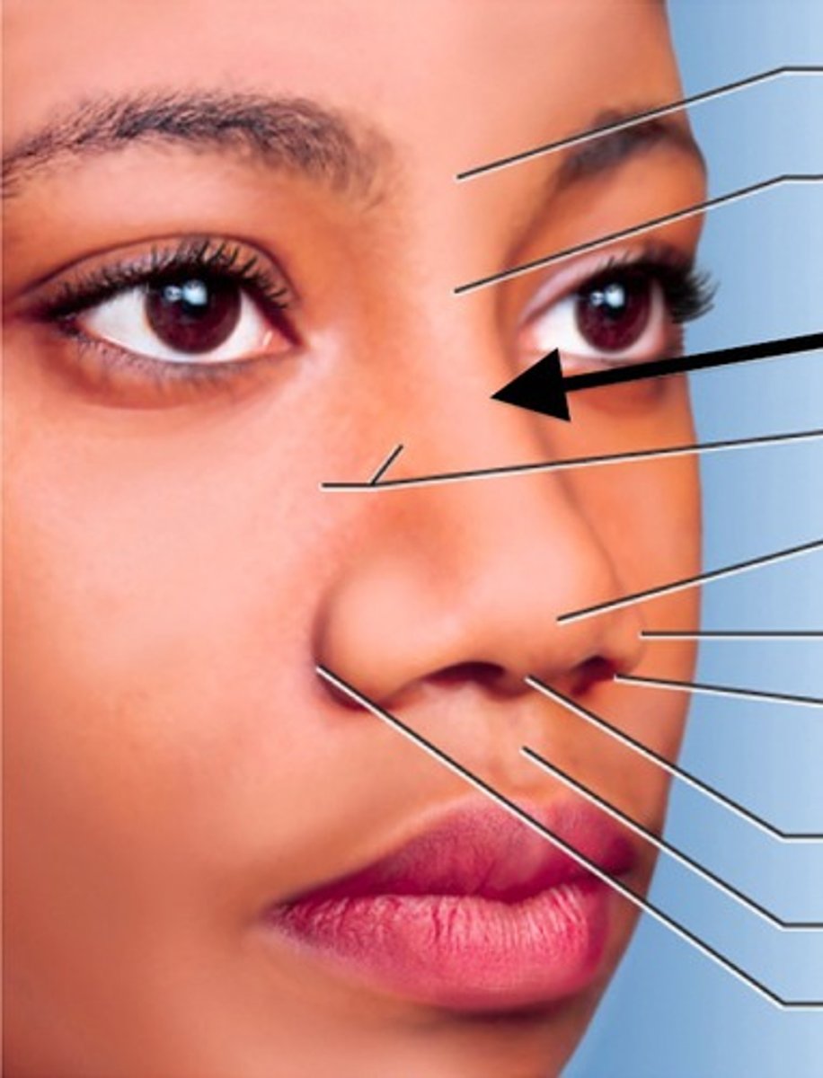 <p>bridge of the nose</p><ul><li><p>ridge</p></li></ul><p></p>