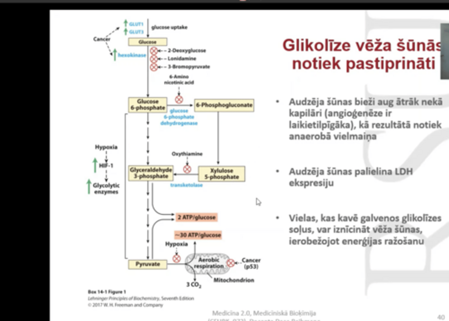 <p>Hipotēze- glikoze tiek izmantoti kā starpprodukti citim biosintēzes ceļiem kas nodrošina vēža šūnu augšanu</p><p>tās veido arī lielu laktāta koncentāciju neskatoties uz lielu skābekļa koncentrāciju</p>