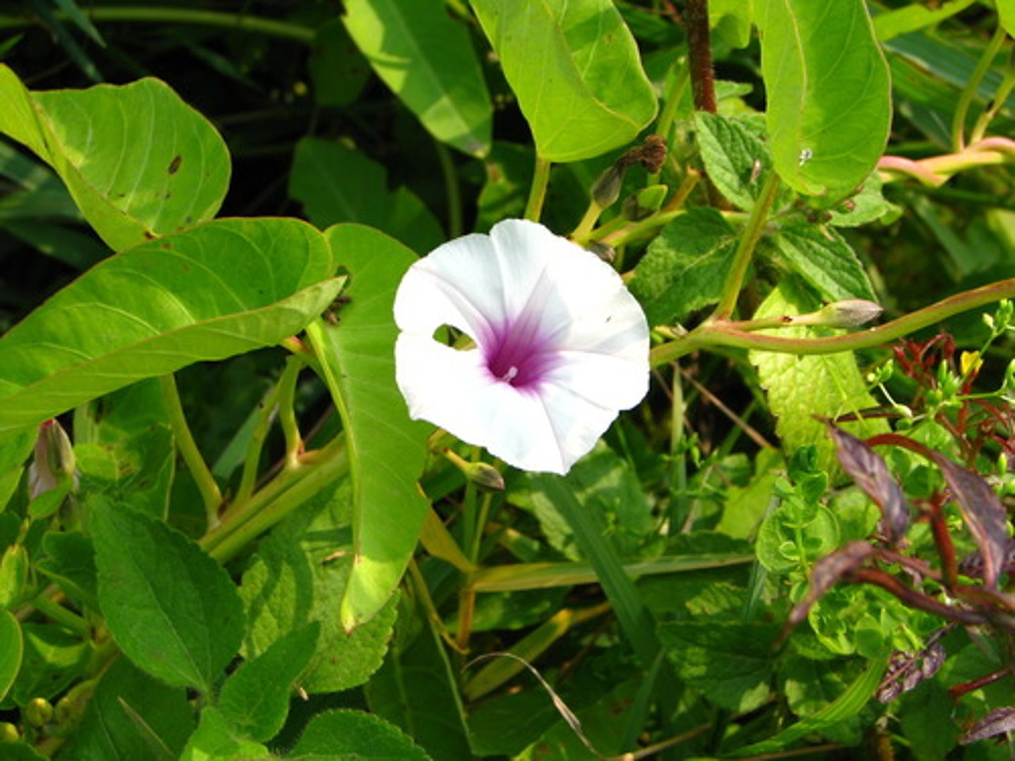 <p>The art or practice of garden cultivation and management</p>
