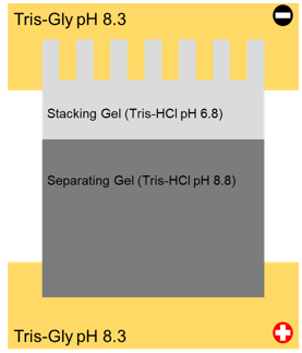 <p>Using a diagram, explain the organisation of a <strong>SDS-PAGE</strong> <strong>electrophoresis gel </strong>and apparatus. (slide 17)</p>