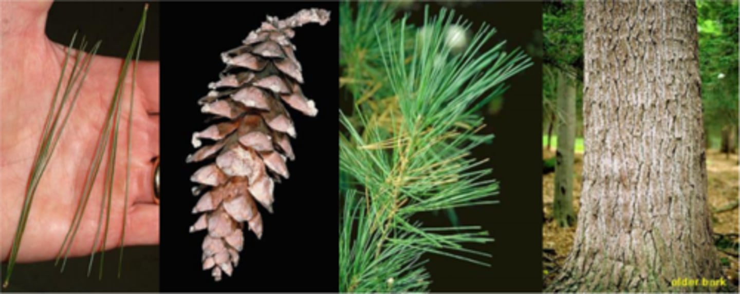 <p>Needles: 5 per fascicle; 2.5"-5" long, slender, soft, flexible; blues-green, sometimes lighter and whitish; finely serrate; remaining 2 years with 3rd -year needles dropping Aug-Sep; white lines of stomata; deciduous fascicle sheaths 1/2", peeling back (ragged appearance) Mature Size --50-80 x 20-40 </p><p>Cones: sub-terminal; not symmetrical; pendulous, 6-8" long; stalked often curved; resinous and light brown; thicker scales than on a spruce cone; apophysis nearly smooth or slight raised; umbo terminal and unarmed; change in color at the apophysis</p><p>Twigs: orange-brown, glabrous; buds covered with thin, reddish or orange-brown scales </p><p>Bark: on young stems thin, smooth, and dark green, soon furrowed; on old trees 1"-2" thick, deeply and closely fissured into narrow, roughly rectangular blocks, minutely scaly on surface of blocks </p><p>Form/Silvics: 80-100' tall; 24-40" dbh; intermediate shade tolerance (more than paper birch, aspens and red pine but less than sugar maple, American beech and eastern hemlock), lots of branches lower to ground</p><p>Factoids: produces one false whorl of branches each year; ornamental attributes include soft foliage texture, upright form, windfirm.</p>