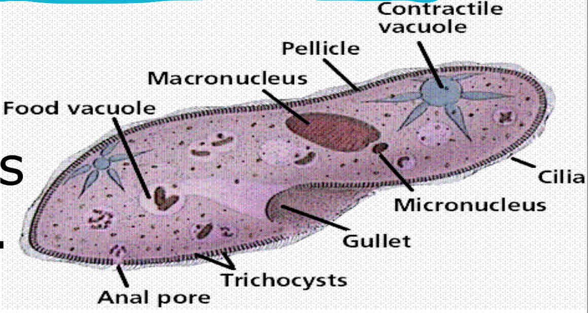 <p>Filo ciliophora</p>