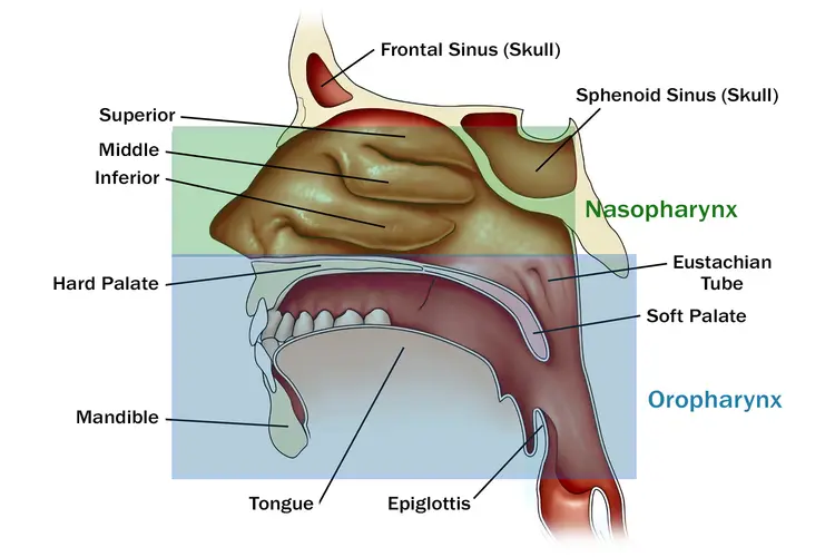 <p>the middle section of the throat, located behind the mouth and extending from the soft palate to the top of the larynx</p>