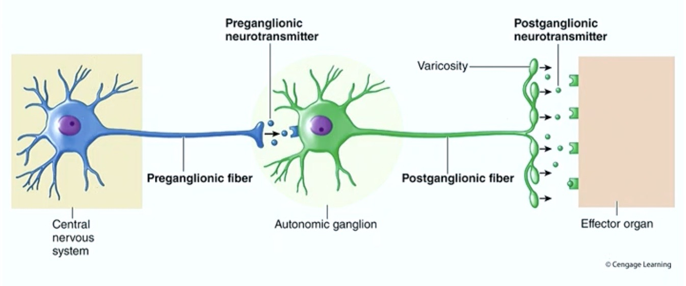 <p>so it’ll have the varicosities at the postganglionic fiber</p>