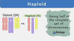 <p>A cell containing just one set of chromosomes. Gametic cells are usually haploid. In humans, the typical number of haploid chromosomes is 23.</p>