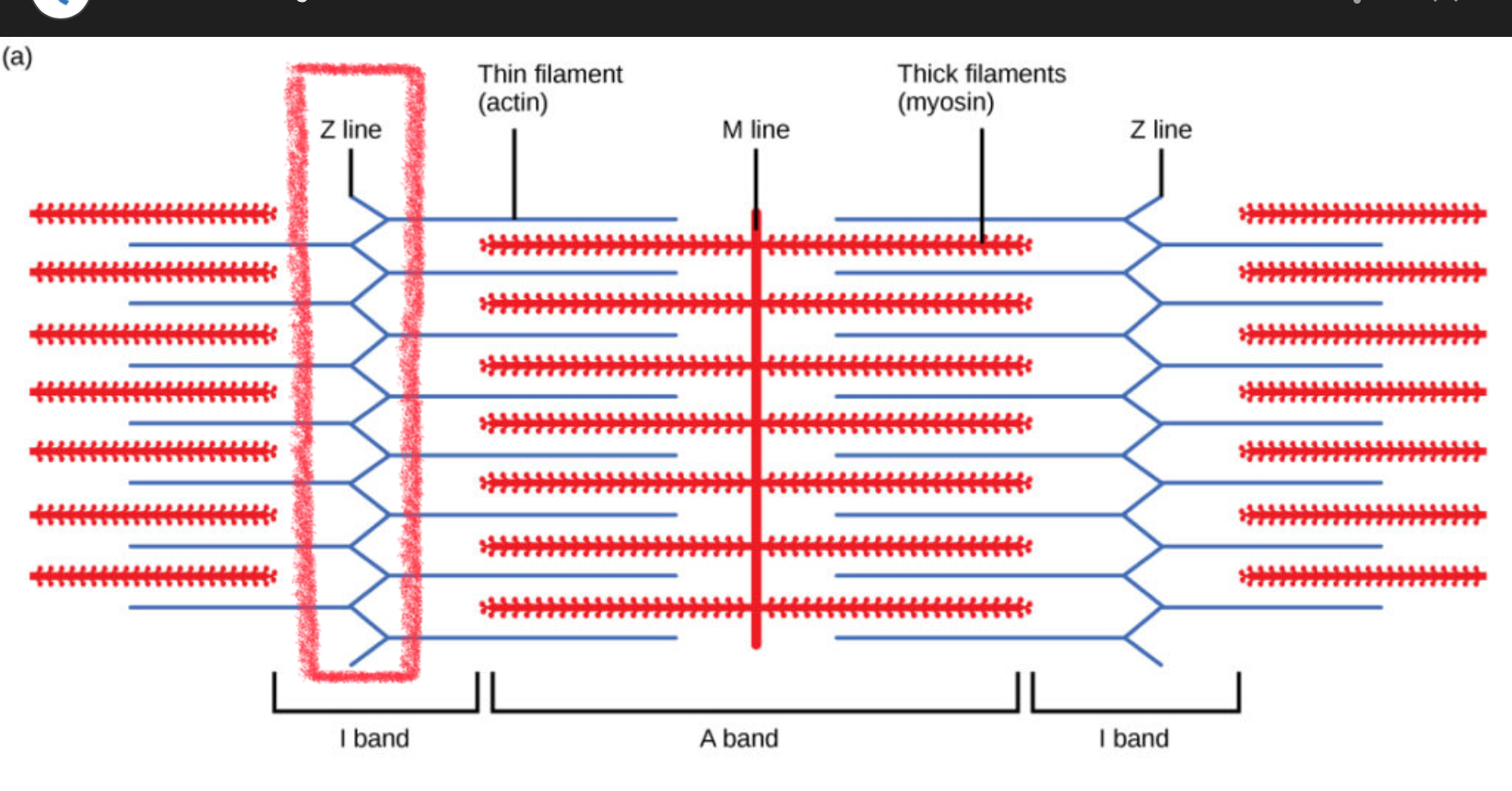 <p>Forms a line (boundary) for the sarcomere</p>