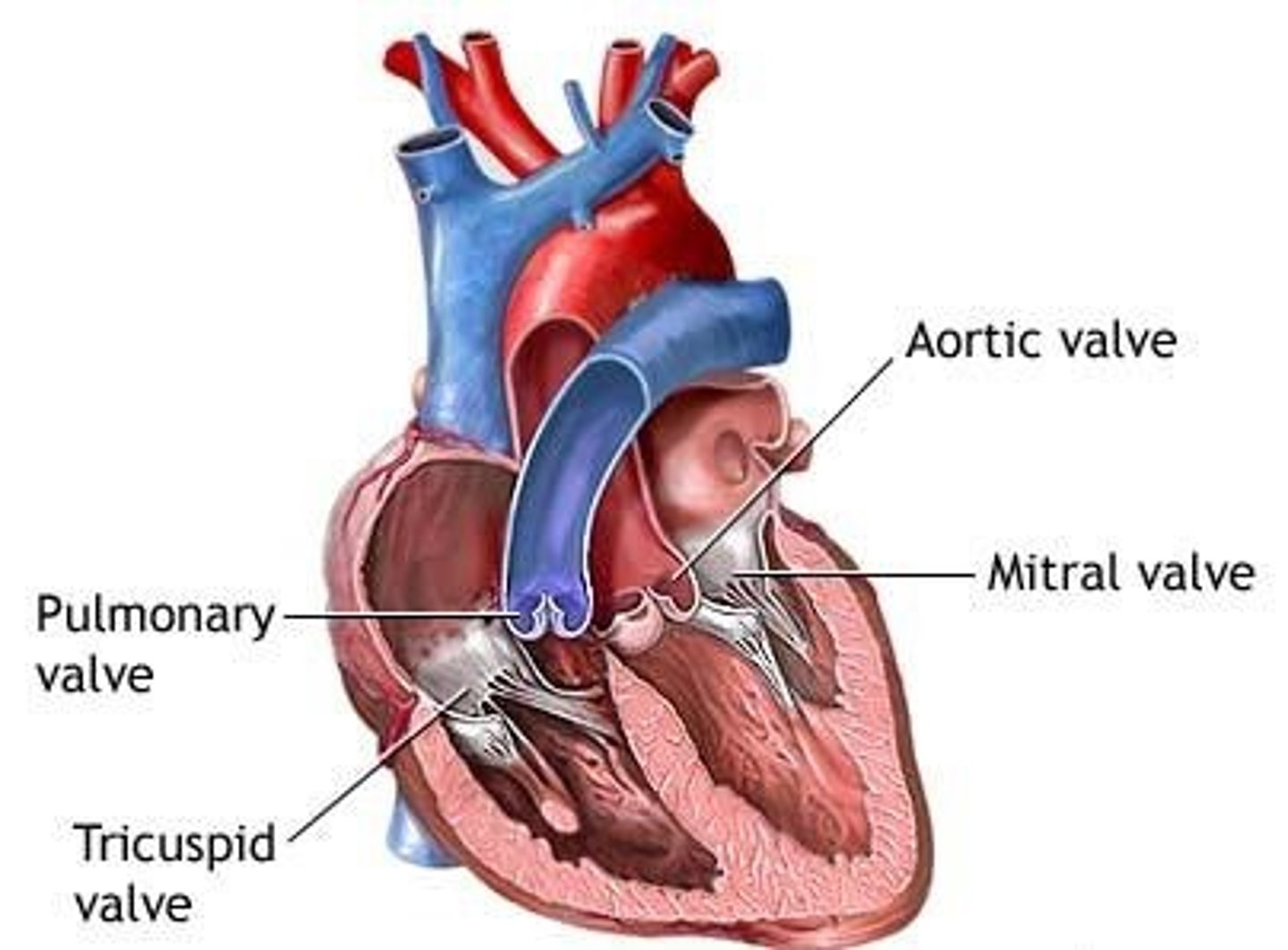 <p>guards the right AV. orifice, attached to the fibrous ring around the right AV. orifice</p>