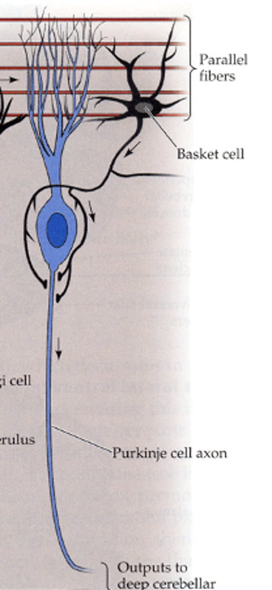 <p>large neurons with extensive dendritic trees</p>