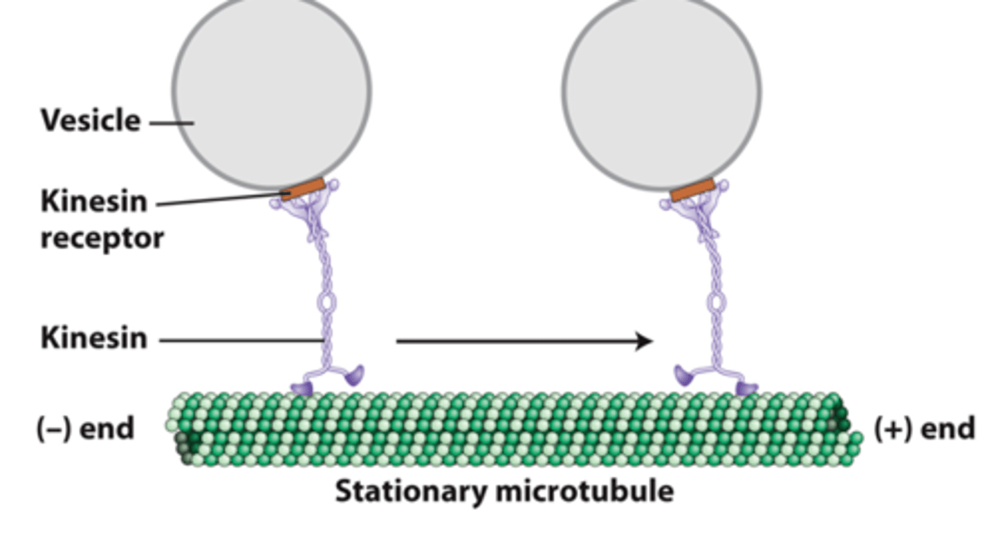 <p>kinesin 1: Attaches to a vesicle __________ receptor</p>