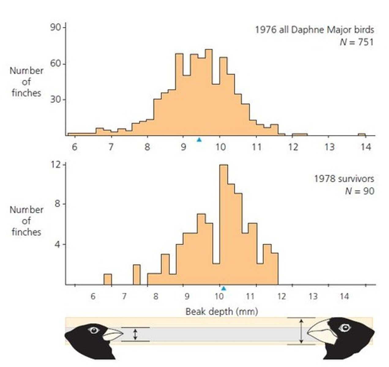 <p>They measured beak depth and other physical traits.</p>