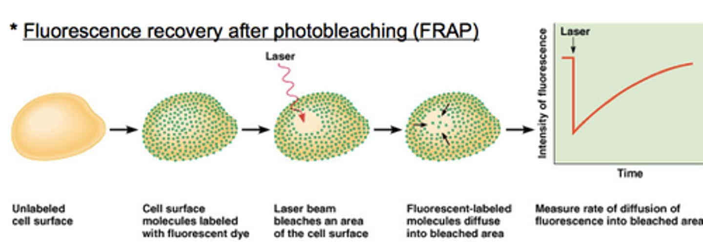 <p>- Lipids labeled w fluorescent dye</p><p>- Small region bleached using laser</p><p>- Fluorescence returns as lipids diffuse laterally</p><p>- Confirms MB fluidity</p>