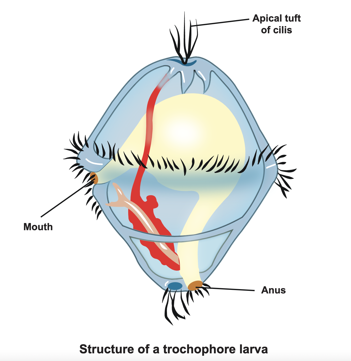 <p>ciliated larval stage</p>