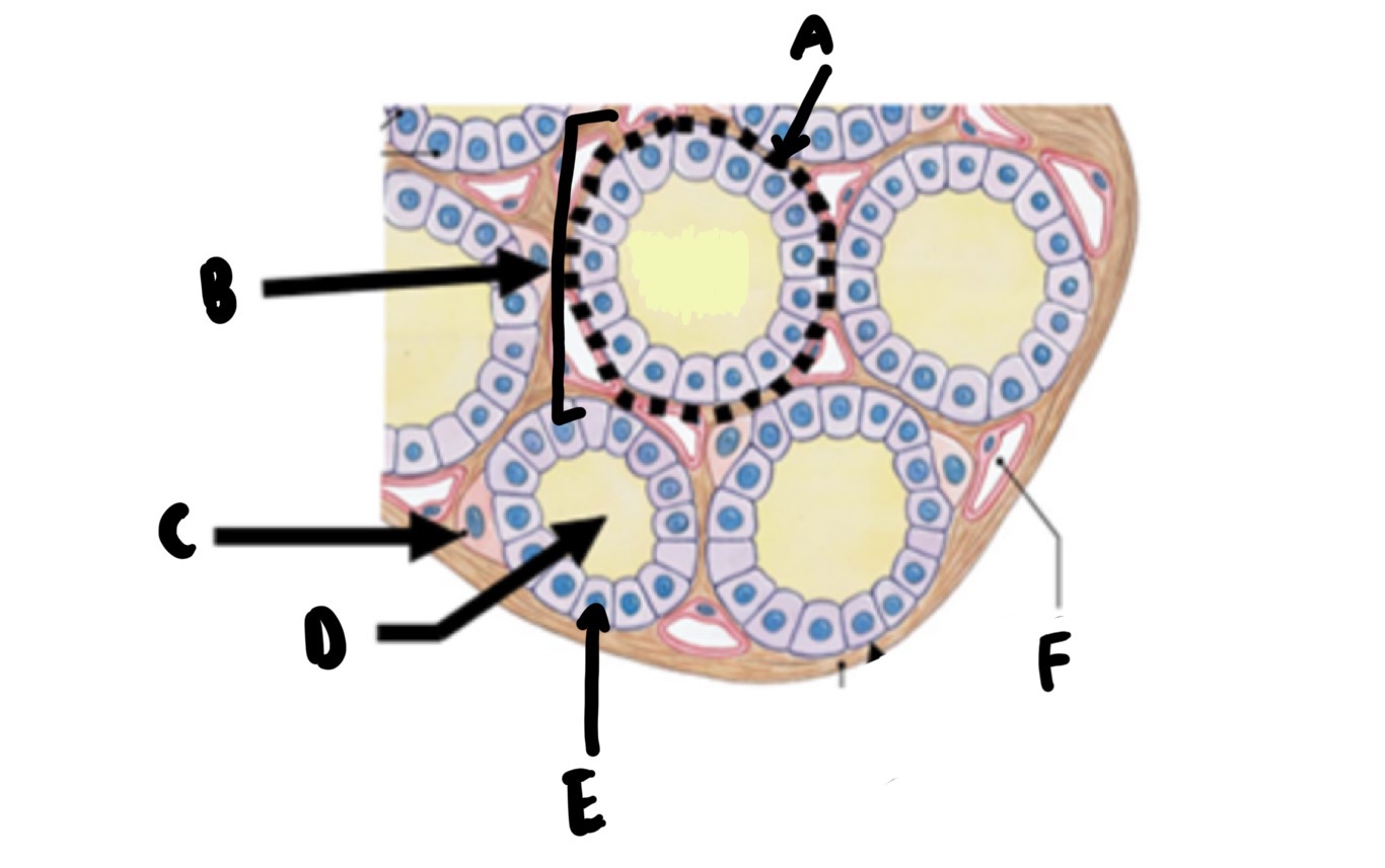 <p>Name these structures of the thyroid</p>