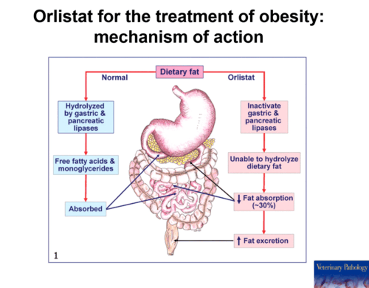 <p>orlistat (Alli)</p><p>works by reducing fat absorption</p>