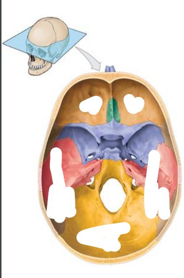 <p>Location of the Middle cranial fossa? What bones do they compose of? (3) What organs do they contain?</p>