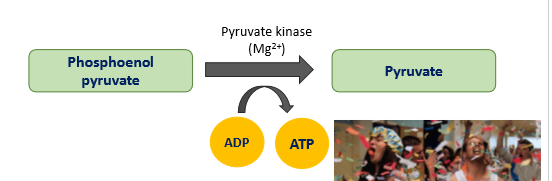 <ul><li><p>PEP is dephosphorylated to pyruvate by pyruvate kinase</p></li><li><p>second substrate level phosphorylation, generates ATP </p></li><li><p>IRREVERSIBLE </p></li></ul><p></p>