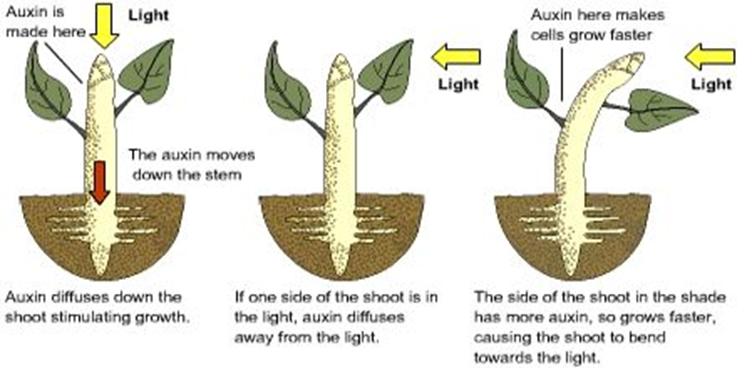 <p>Bends plants towards life by growing shaded areas</p>