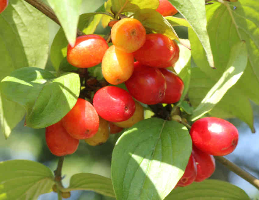 <p>Cornus mas</p>