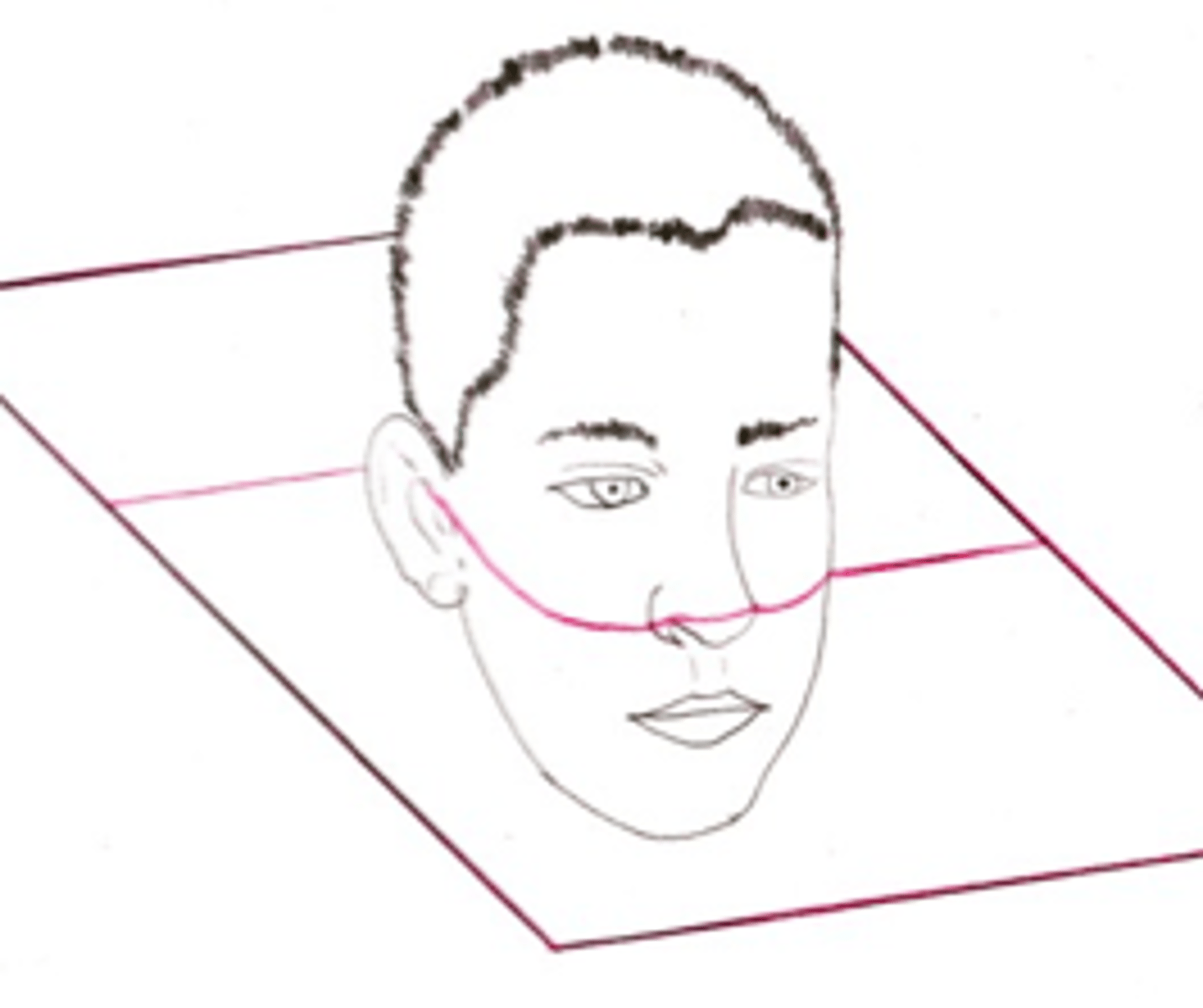 <p>ID the plane of orientation:</p>