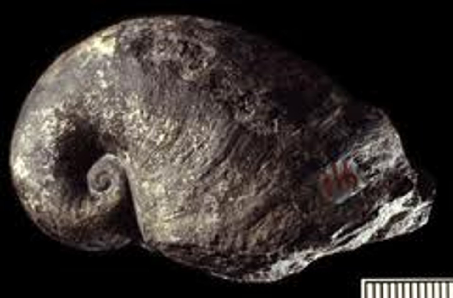 <p>a genus of extinct Paleozoic sea snails, marine gastropod mollusks. This genus is known from the Silurian to the Middle Triassic periods and especially abundant in the Devonian and Carboniferous</p>