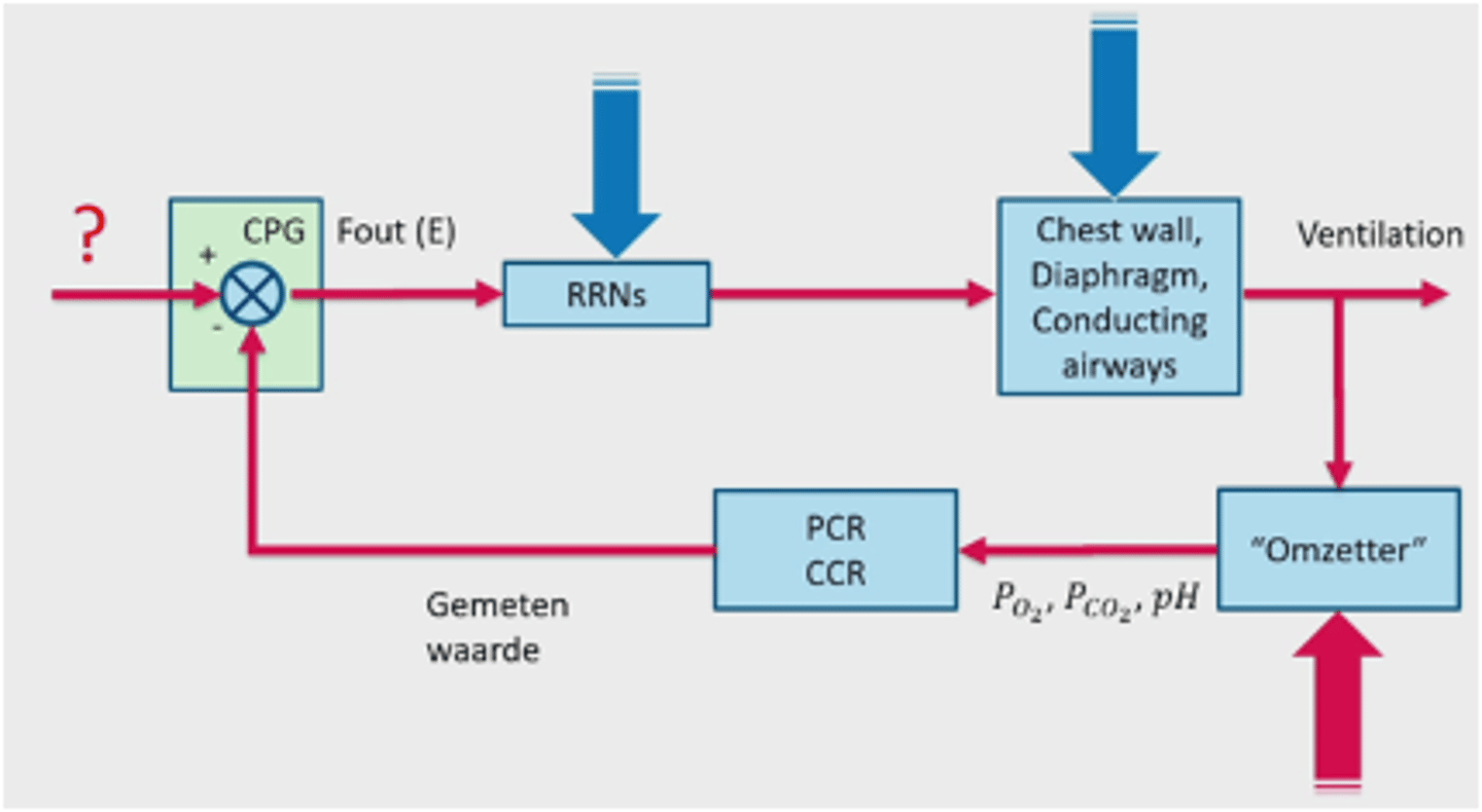 <p>* Controllers</p><p>= respiratory-related neurons (RRNs)</p><p>* Processors</p><p>= borstkas, diafragma, luchtwegen </p><p>* Sensoren </p><p>= peripheral chemoreceptors (PCR) </p><p>- meten primair het omlaag gaan van arteriële pO2</p><p>= central chemoreceptors (CCR) </p><p>- meten primair het omhoog gaan van arteriële pCO2</p>