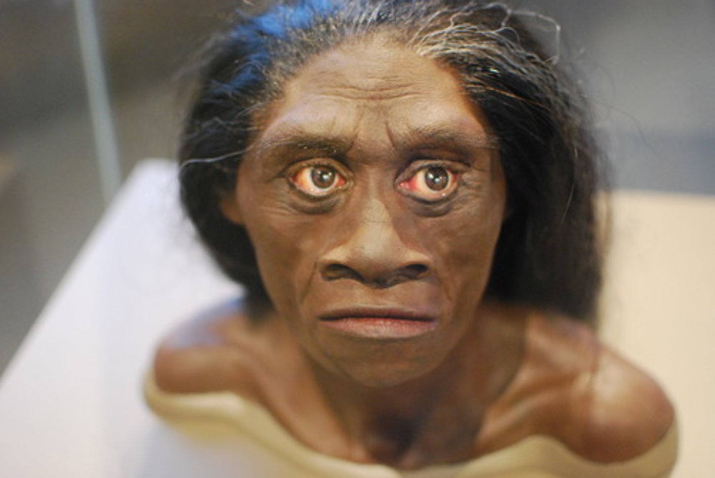<p>Flores Island Indonesia. 95-13KYA. Small body/brain. Primative and derived traits</p>