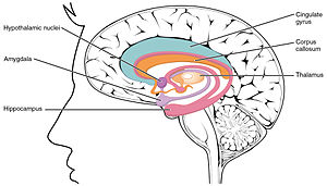 <p>associated with emotions and drives</p>