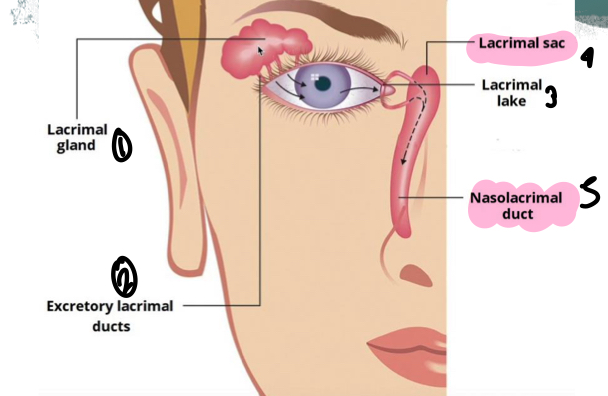 <p>Tears produced at rate of 5-9uL in a normal eye - basal tears are continuously secreted by lacrimal glands at average of 0.2</p>