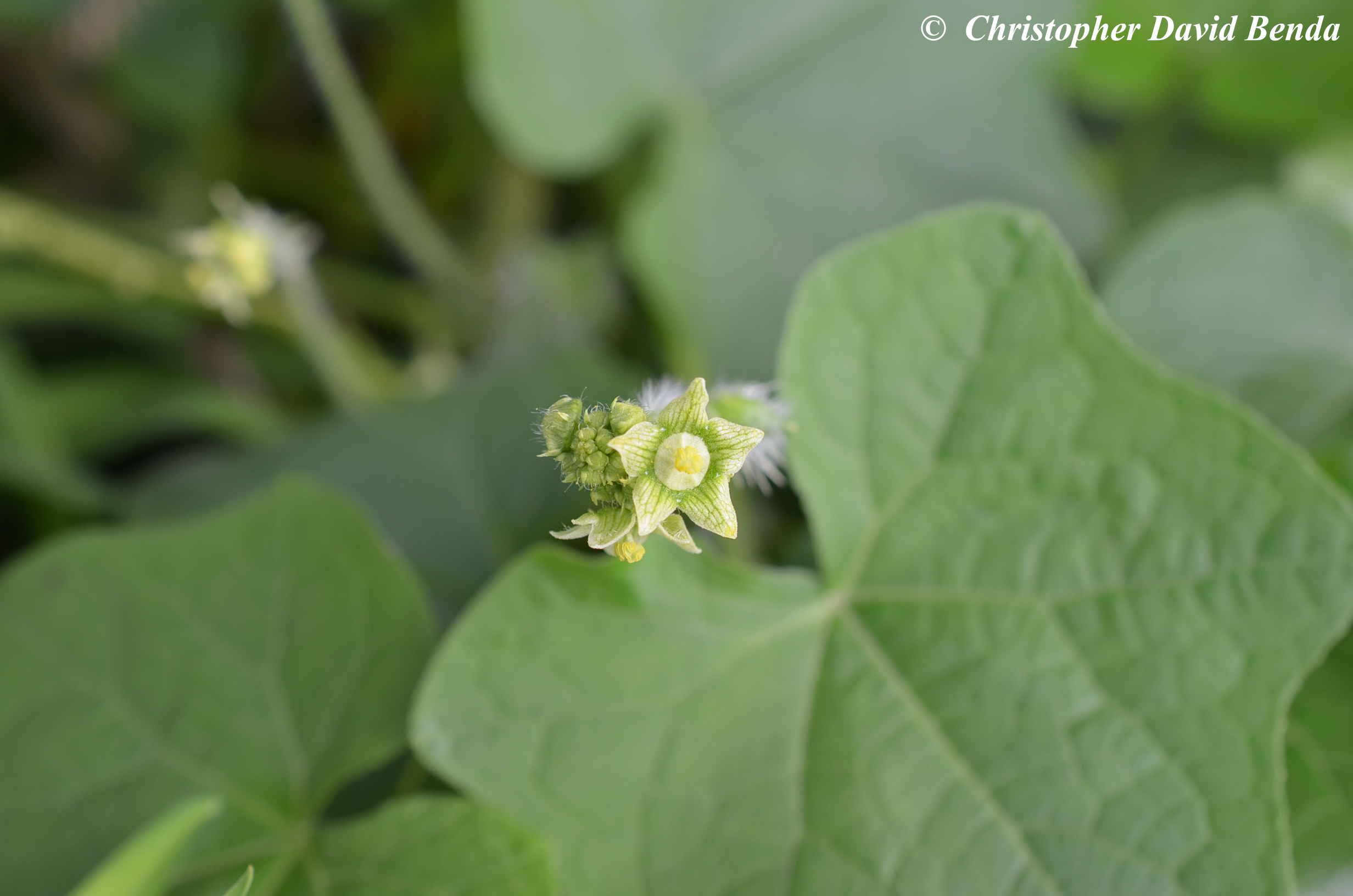 Bur cucumber:

LARGE leaves, distinct 5 point greenish/white flowers with lollipop like stigma