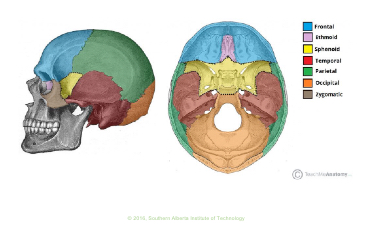 <p>Parietal Bones</p>