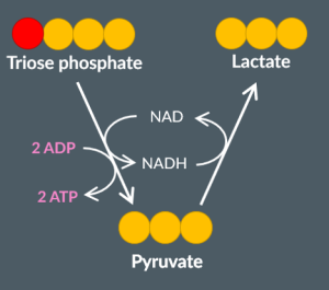 <p><span><span>In anaerobic respiration in animals, pyruvate is reduced to lactate as it gains hydrogens from NADH.</span></span></p><p><span><span> Therefore, NADH is oxidised into NAD. </span></span></p><p><span><span>The NAD formed in this reaction returns back to glycolysis, ensuring glycolysis can continue and ATP can be produced.</span></span></p>