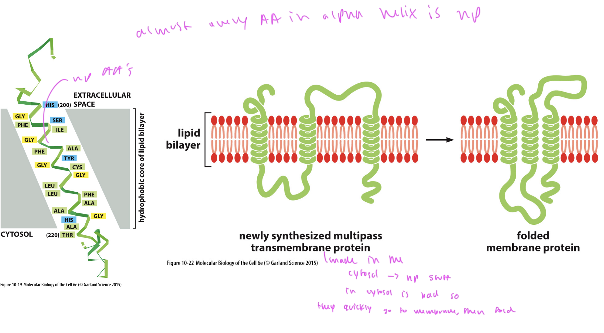 <p>1) they immediately go to their location in the membrane since their np regions do not like being in the aqueous environment of the cytosol</p><p>2) then they fold up</p>